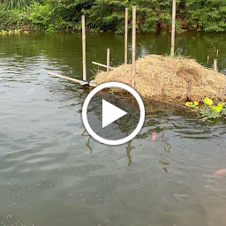 สุรพล อะโกรฟอเรสท์