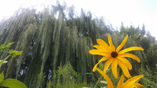 Park «Winnemac Park», reviews and photos, 5100 N Leavitt St, Chicago, IL 60625, USA