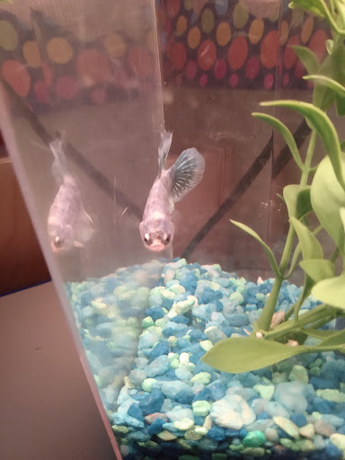 Pet Supply Store «Red Crest Pet Shop», reviews and photos, 319 N Main St, Boerne, TX 78006, USA