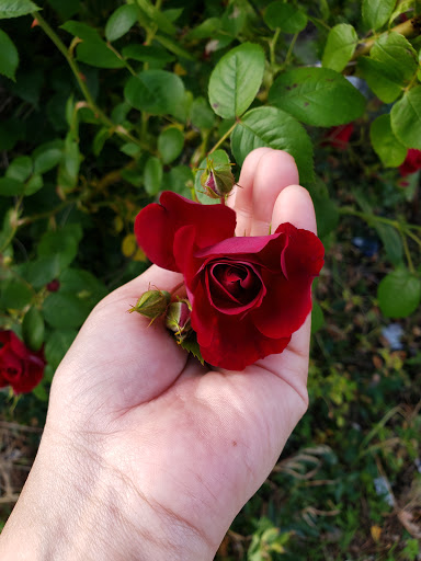 Park «High Rock Tower Park», reviews and photos, 30 Circuit Ave, Lynn, MA 01902, USA