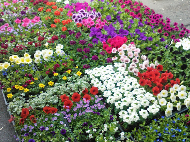 Virág-Világ Dísznövény kertészet