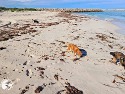 Zdjęcie Jurien Dog Beach położony w naturalnym obszarze