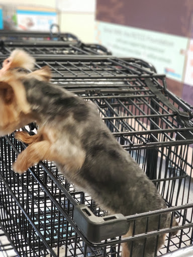 Pet Supply Store «Petco Animal Supplies», reviews and photos, 3468 Poplar Ave, Memphis, TN 38111, USA