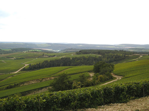 Champagne Louise Brison à Noé-les-Mallets