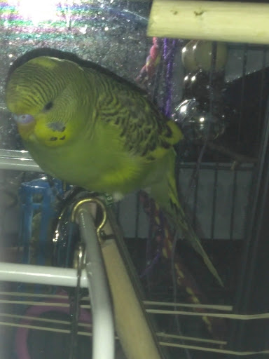 Pet Supply Store «Petco Animal Supplies», reviews and photos, 5190 Borgen Blvd #201, Gig Harbor, WA 98332, USA