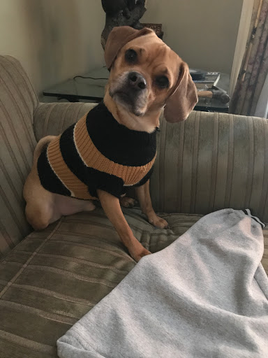 Pet Store «The Pet Place», reviews and photos, 240 Shadowline Dr, Boone, NC 28607, USA