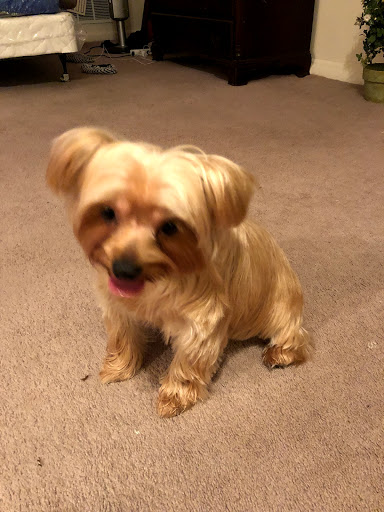 Pet Supply Store «PetSmart», reviews and photos, 310 N White Horse Pike, Lawnside, NJ 08045, USA