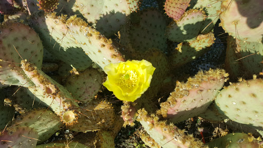 Thrift Store «Goodwill Central Texas - Northstar Store», reviews and photos, 7727 Burnet Rd, Austin, TX 78757, USA