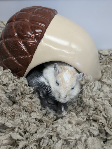 Pet Supply Store «Petco Animal Supplies», reviews and photos, 7225 N Keystone Ave i, Indianapolis, IN 46240, USA