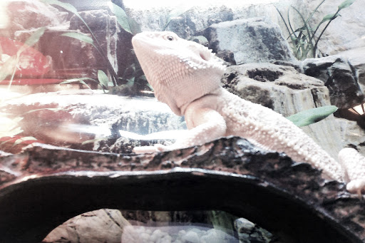 Pet Store «Wilmette Pet Center LLC», reviews and photos, 625 Green Bay Rd, Wilmette, IL 60091, USA