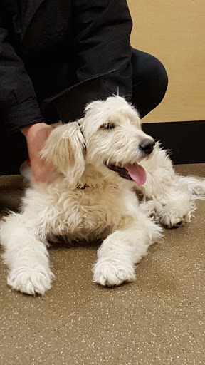 Pet Supply Store «PetSmart», reviews and photos, 4210 N 5th Street Hwy, Temple, PA 19560, USA