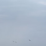 Photo n°1 de l'avis de Oksy.u fait le 08/06/2023 à 19:40 sur le  Costa Azzurra à Vallecrosia