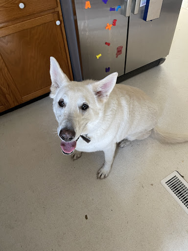 Peaceful Paws Mortuary & Crematory, LLC