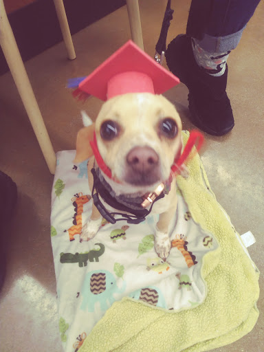 Pet Supply Store «PetSmart», reviews and photos, 160 Wadsworth Blvd, Lakewood, CO 80226, USA