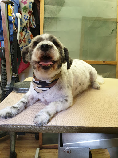 Paws 4 Thoughts Dog Grooming
