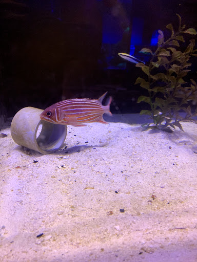 Tropical Fish Store «The Reef Shoppe», reviews and photos, 900 Morris Park Ave, Bronx, NY 10462, USA