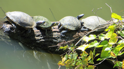 Historical Place «Martin Luther King Jr. National Historic Site», reviews and photos, 450 Auburn Ave NE, Atlanta, GA 30312, USA