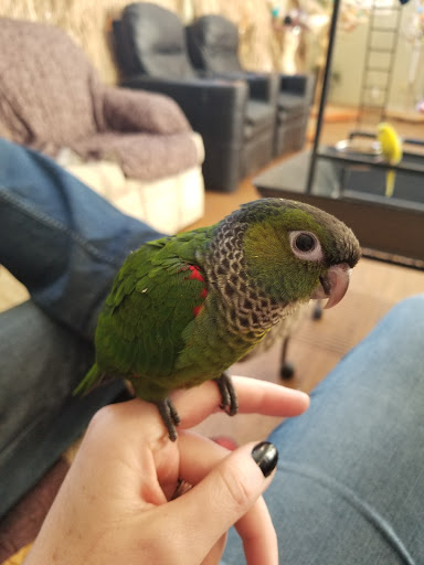 Bird Shop «Parrot & Bird Emporium Inc», reviews and photos, 360 N Westfield St, Feeding Hills, MA 01030, USA