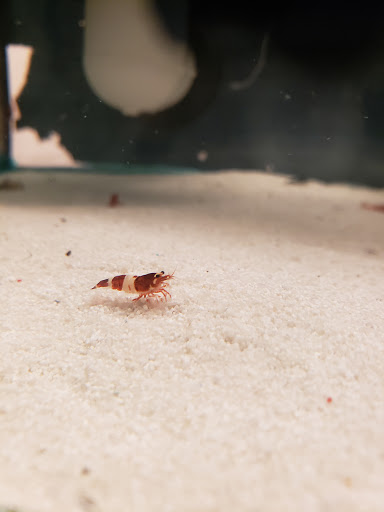 Tropical Fish Store «Concord Aquarium», reviews and photos, 1776 Arnold Industrial Way, Concord, CA 94520, USA