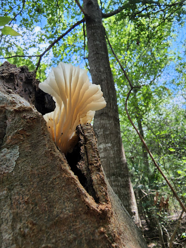 Park «Sheldon Lake State Park and Environmental Learning Center», reviews and photos, 14140 Garrett Rd, Houston, TX 77044, USA