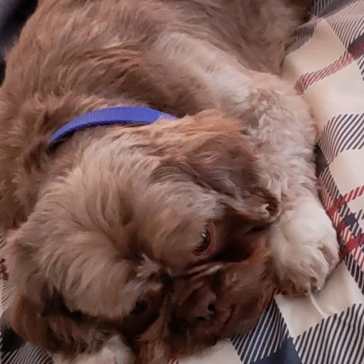 Pet Supply Store «Healthi Paws», reviews and photos, 2912 Calumet Ave, Valparaiso, IN 46383, USA