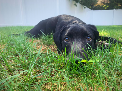 Georgia Animal Rescue & Defence, Inc