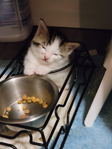 Discount Store «Walmart», reviews and photos, 900 Springfield Rd, Union, NJ 07083, USA