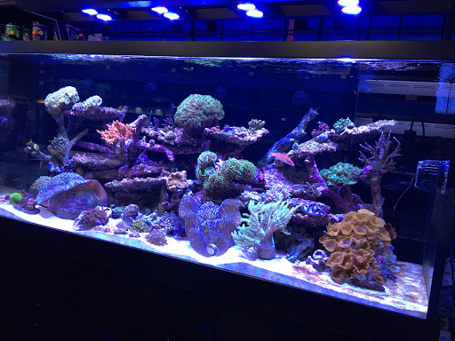 Tropical Fish Store «Aqua Dreams», reviews and photos, 8 Southwick St, Feeding Hills, MA 01030, USA