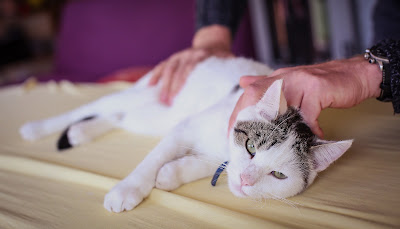 Sébastien KERN - ostéopathe équin, canin et autres animaux à Altkirch