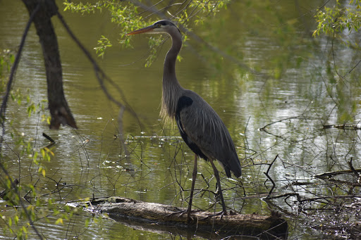 Park «Prairie Park», reviews and photos, 431 Knollwood Dr, Barrington, IL 60010, USA