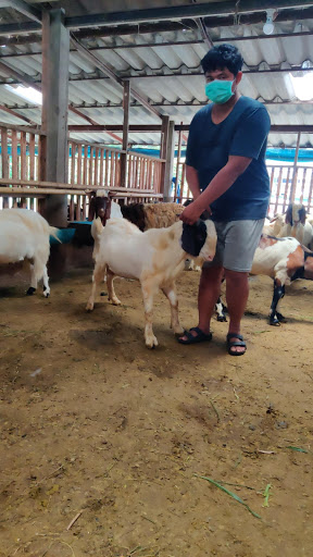 Abdullah Goat Farm