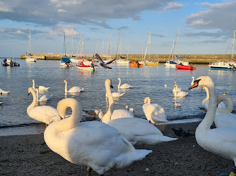 Swan Sanctuary