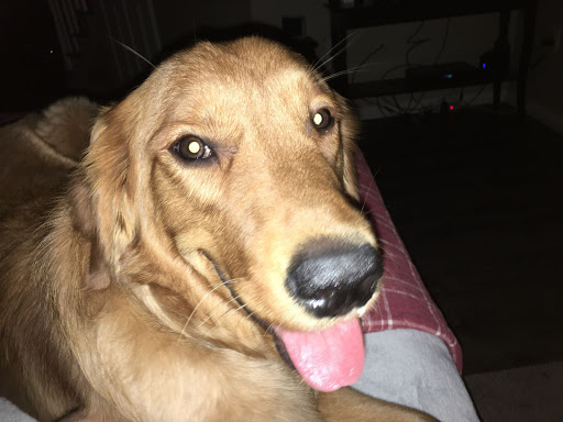 Pet Supply Store «PetSmart», reviews and photos, 139 Radio Dr, Stroudsburg, PA 18360, USA