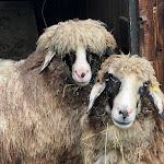 Photo n°1 de l'avis de Marc. fait le 15/05/2023 à 19:30 sur le  Stöltings Landhaus à Wiehl