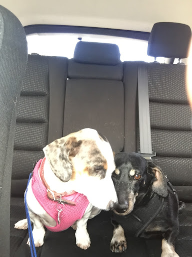 Pet Supply Store «Petco Animal Supplies», reviews and photos, 845 N Dobson Rd, Mesa, AZ 85201, USA