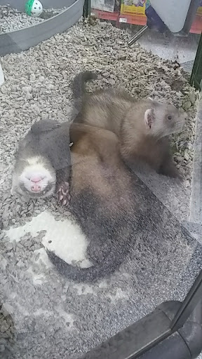 Pet Supply Store «Petco Animal Supplies», reviews and photos, 1500 N Town E Blvd, Mesquite, TX 75150, USA