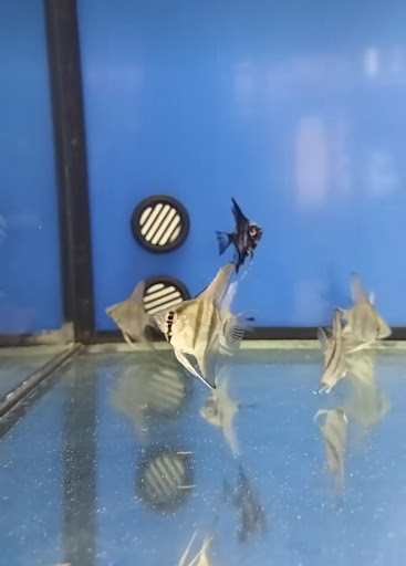 Tiendas de Peces: Lo Mola Mola - Tienda de acuarios, Granja de acuicultura, Acuario, Tienda de peces tropicales, Tienda de mascotas, Vivero de plantas, Granja de camarones, Tienda, Mayorista