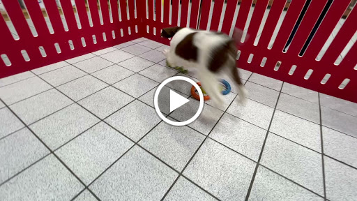 Pet Store «The Family Puppy of Oakland Mall», reviews and photos, 528 W 14 Mile Rd, Troy, MI 48083, USA