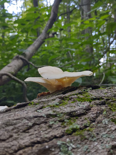 Nature Preserve «Meltzer Woods», reviews and photos, 1522 S 600 E, Shelbyville, IN 46176, USA