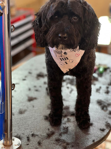 Pet Groomer «Doggie Doos By Amy Lou», reviews and photos, 132 2nd St NE, New Philadelphia, OH 44663, USA