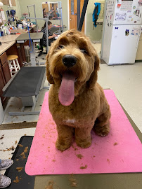 Bark-A-Lounge Pet Salon - Photo 3 - Car repair in Aurora, IL, Naperville