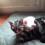 Photo n° 1 de l'avis de Georges-bernard.A fait le 08/04/2019 à 17:16 pour Église Saint-Andéol à Bourg-Saint-Andéol