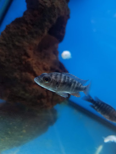 Pet Supply Store «Petco Animal Supplies», reviews and photos, 35 Fort Eddy Rd, Concord, NH 03301, USA