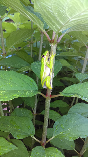 Golf Course «Hamilton Mill Golf Club», reviews and photos, 1995 Hamilton Mill Pkwy, Dacula, GA 30019, USA