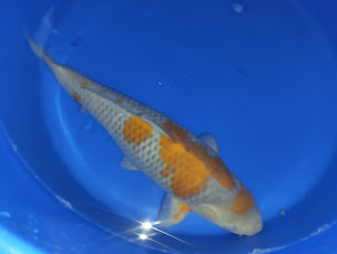 Photo n°9 de Koi addict à Rimling ()