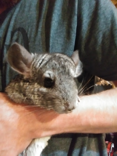 Pet Supply Store «Pet Supplies Plus», reviews and photos, 738 U.S. 9, Fishkill, NY 12524, USA