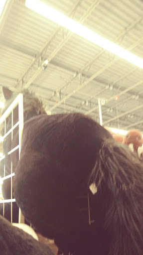 Home Improvement Store «Tractor Supply Co.», reviews and photos, 811 N Humboldt Ave, Willows, CA 95988, USA