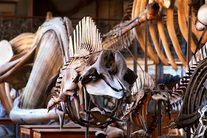 Galerie de Paléontologie et d’Anatomie comparée image