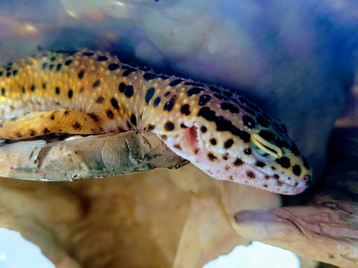 Pet Supply Store «Petco Animal Supplies», reviews and photos, 51 Middlesex Turnpike, Burlington, MA 01803, USA