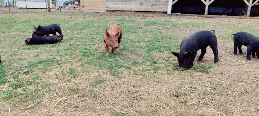 Park «Bloomsbury Farm», reviews and photos, 3260 69th St, Atkins, IA 52206, USA